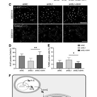 Involvement Of Shh Gli Signal In Isl Knockdown Induced Inhibition Of