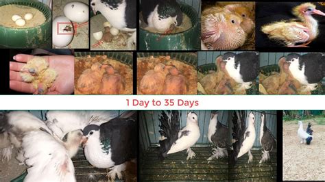 Day To Day Pigeon Growth 1 To 35 Days Progress কবুতরের বাচ্চা বড়