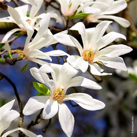 Magnolia Étoilé Ou Magnolia Stellata Déco Du Jardin à Reims