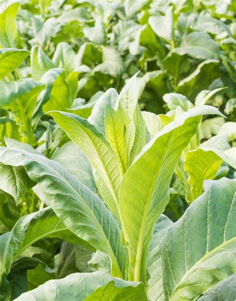 Close up Nicotiana tabacum stock image. Image of countryside - 83782535