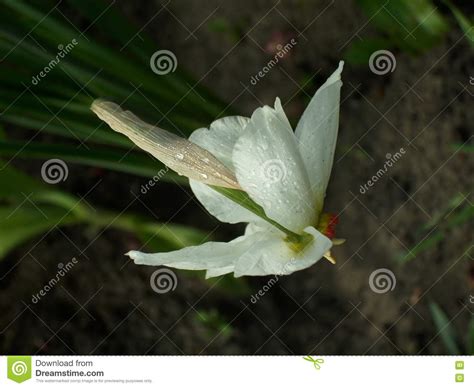 White Narcissus Stock Image Image Of Beauty Bouquet 77054115