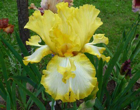 Tall Bearded Iris Iris Abby And Me In The Irises Database