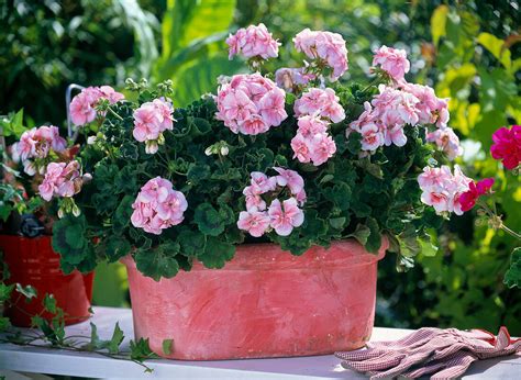 Pelargonium Zonale Pac Antik Salmon Bild Kaufen