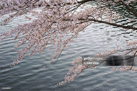 Cherry Blossom Over Water High Res Stock Photo Getty Images