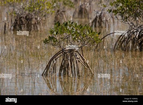 Conservation Mangrove Hi Res Stock Photography And Images Alamy