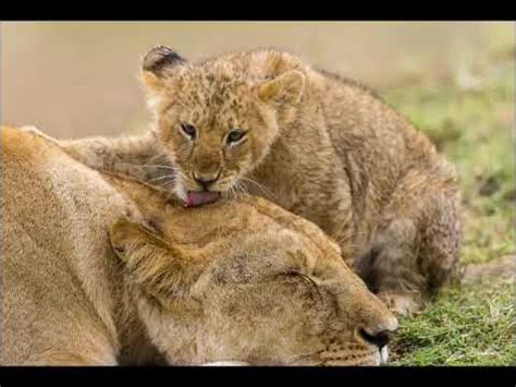 лев и львёнок 🦁 - YouTube