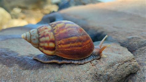 Hunting Snail Siput Pelangi Kaki Seribu Crab Luwing Bekicot Siput