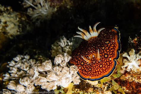 Taking Underwater Pictures With Your Camera's Built-in Flash ...