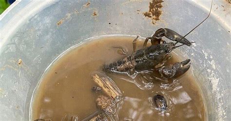 Bäche in der Region leiden unter starker Verbreitung invasiver