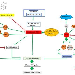 Neuroprotective Effects Of Lupeol Against Oxidative Stress In Ad