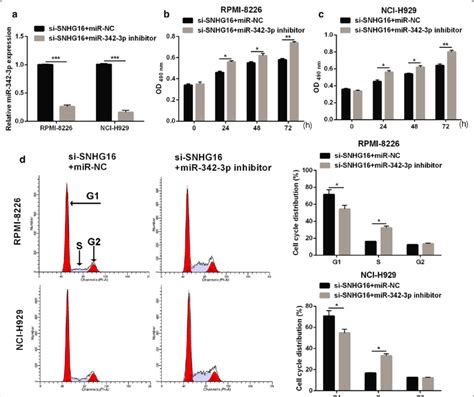 Mir 342 3p Inhibitor Attenuates The Effect Of Snhg16 Knockdown On Cell