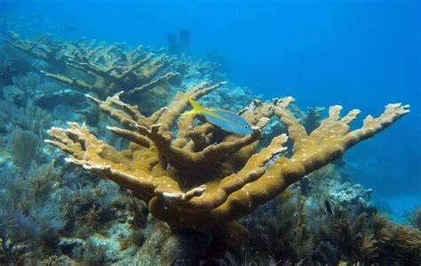 Elkhorn coral - Alchetron, The Free Social Encyclopedia