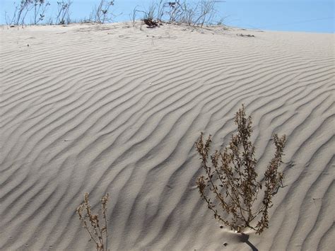 How Do Sand Dunes Move Sand Dunes Are Mostly Coastal Phenomena Formed