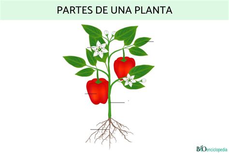 Partes De Las Plantas Ficha Interactiva Topworksheets