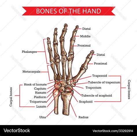 Hand Anatomy Sketch