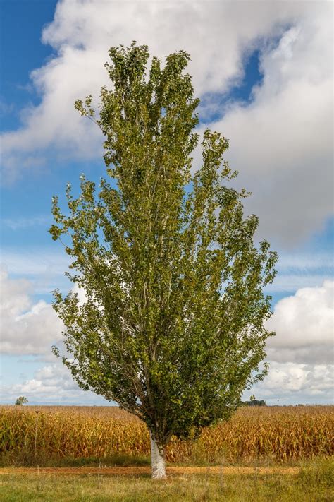 Populus Alba Pyramidalis Peuplier Blanc Pépinière Du Penthièvre