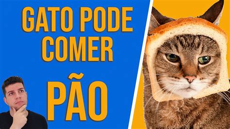 Gato Pode Comer Pão I Veja Se Pão Faz Mal Para Gatos YouTube