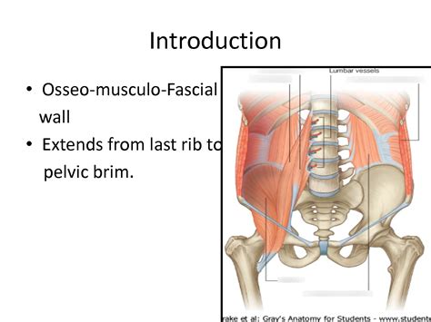 Solution Posterior Abdominal Wall Mbbs Notes Describing About The