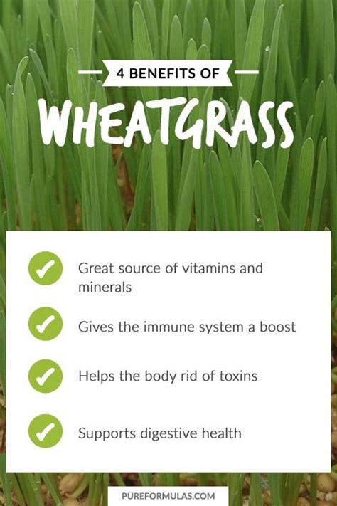 Benefits Of Wheat Grass Wheat Grass Digestive Health Benefit