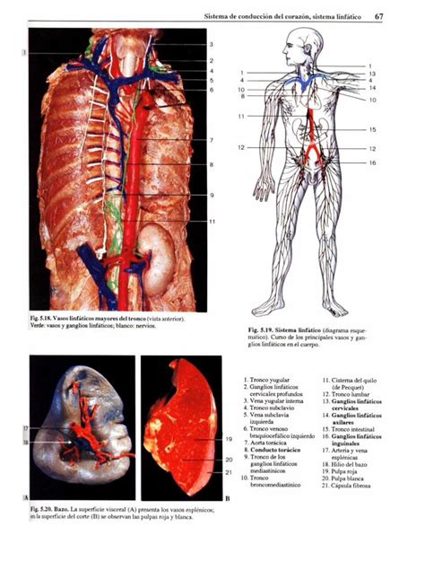 Pdf Atlas Fotogr Fico De Anatom A Del Cuerpo Humano Dokumen Tips