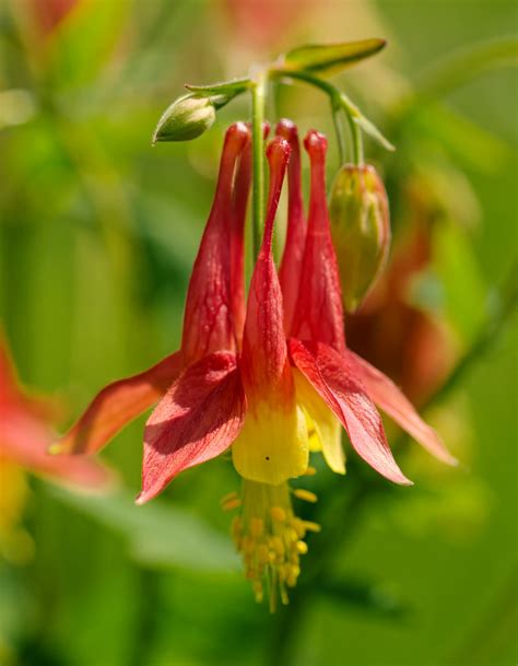 Eastern Red Columbine Aquilegia Canadensis Scott Clark Flickr