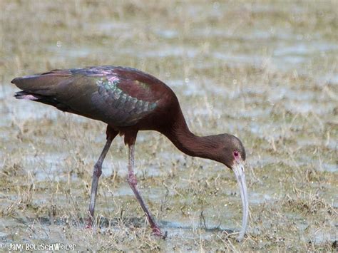 White Faced Ibis At Bear RIver Bird Migratory Utah Bird Photography