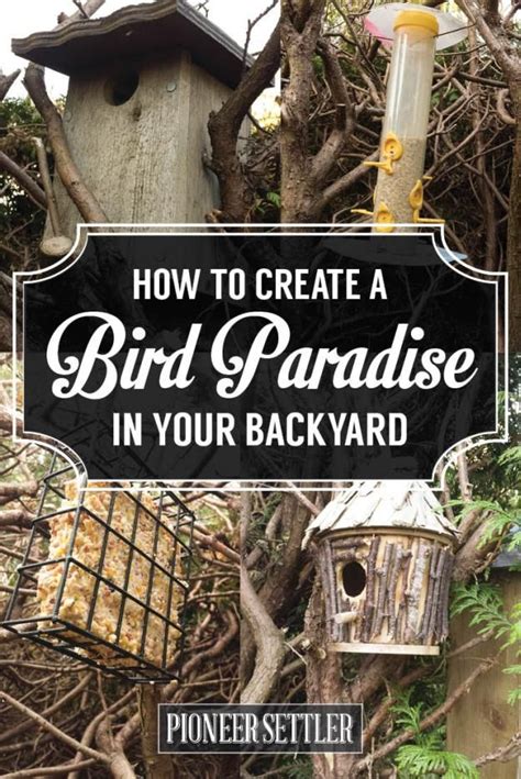 Bird Bath All You Need To Know In Keeping Your Backyard Birds Happy Artofit