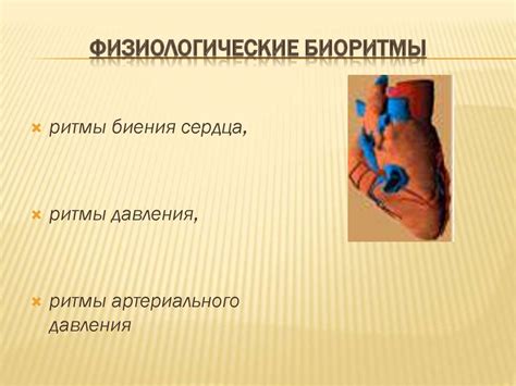 Биоритмы человека - презентация онлайн