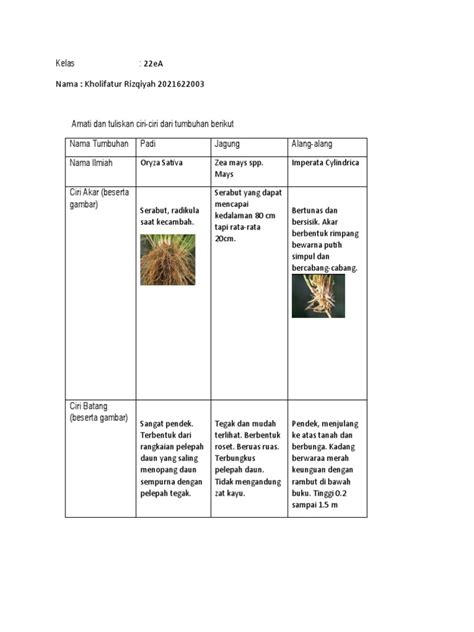 Morfologi Padi Jagung Dan Tanaman Pdf