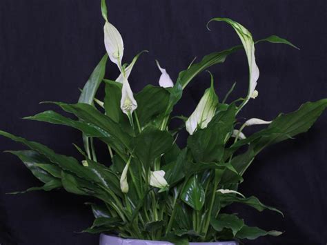 Spathiphyllum Wallisii