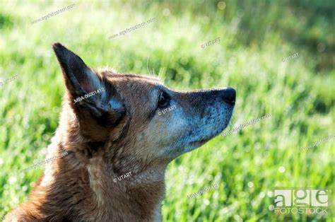 Alsatian mix, profile, meadow, Stock Photo, Picture And Rights Managed ...