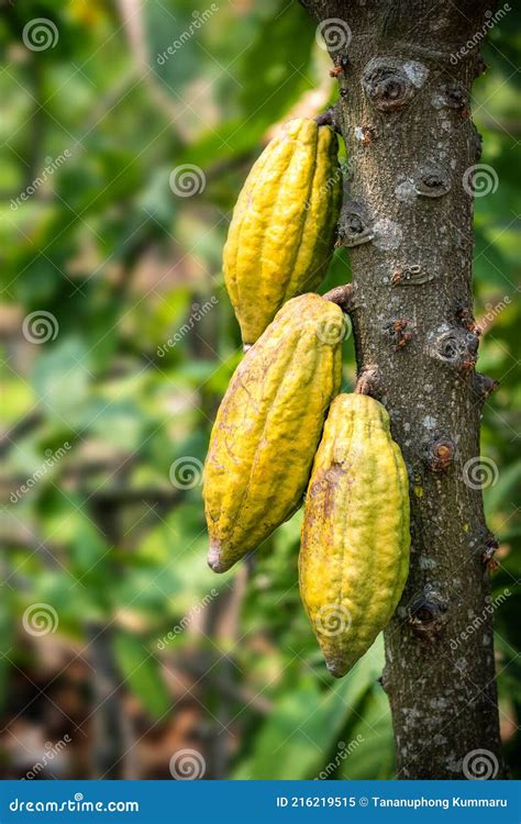 Cacaoyer Avec Gousses De Cacao Dans Une Ferme Biologique Image Stock Image Du Moisson