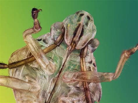 Exoskeleton of a bug | Smithsonian Photo Contest | Smithsonian Magazine