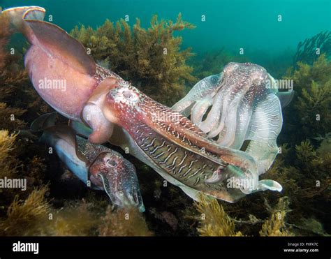 Giant Cuttlefish Mating Sepia Apama Stock Photo Alamy