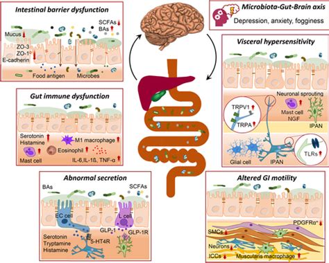 Gut Microbiota Dysbiosis In Functional Gastrointestinal Disorders