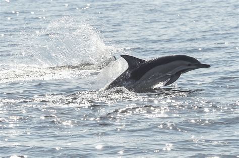 Environnement Protection Des Dauphins Pourquoi Des Recours Devant Le