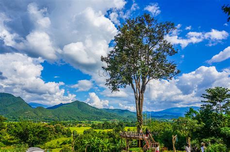 Chiang Mai County Thailand Pai County Tree Swing Picture And Hd Photos