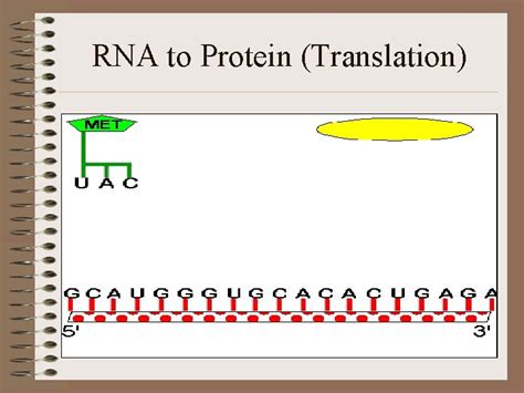 Chapter 10 Protein Synthesis High School Biology Class