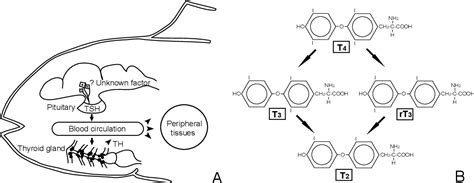 Figure 1 From The Role Of Thyroid Hormone In Fish Development With