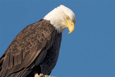 Bald Eagle No Longer Listed As Sensitive Species In The State