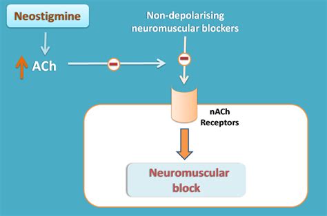 Side Effects And Uses Of Indirectly Acting Cholinergic Agents