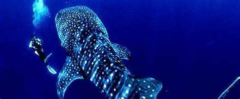 whale sharks  donsol shark diving   philippines