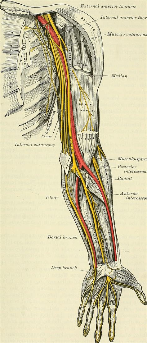 Nerve Damage In Arm General Center