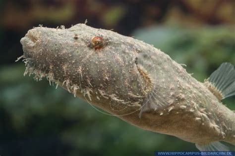 Pao Baileyi Alias Hairy Puffer Hippocampus Bildarchiv