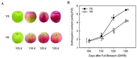 Changes In Appearance And Anthocyanin Content During The Color