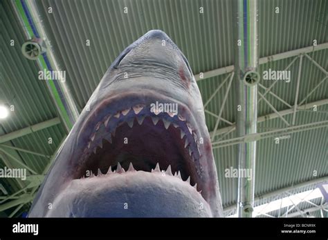 Shark teeth nose art hi-res stock photography and images - Alamy