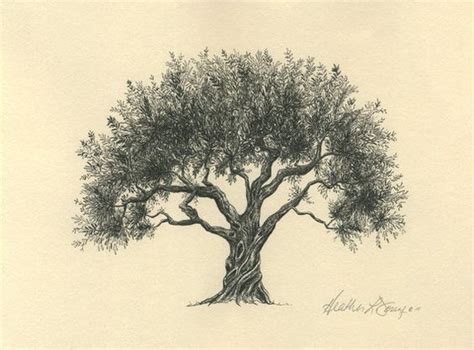 Olive Tree Art Technical Drawing Giclee Fine Art Print Nature Lover