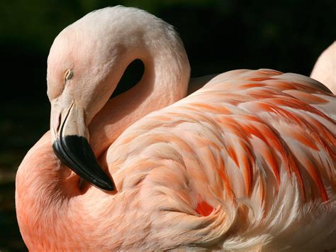 Flamingo Wallpapers Wallpaper Cave