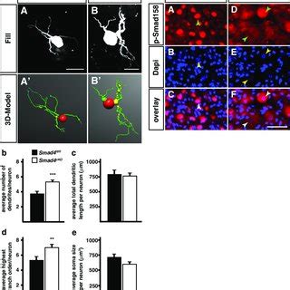 Dendrite Morphology Is Altered In P Smad Cko Sympathetic Neurons A