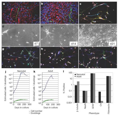 Neural Progenitor Cells Isolated From Postmortem Human Brain A I Cells Download Scientific